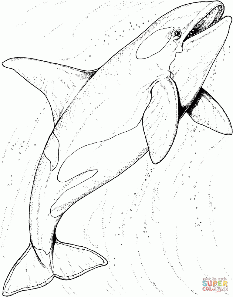 Orca Coloring Pages