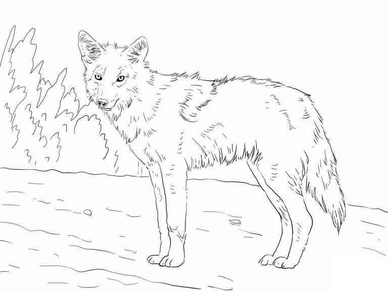 Coyote Coloring Page