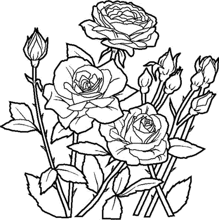 Rose Flower Coloring Pages