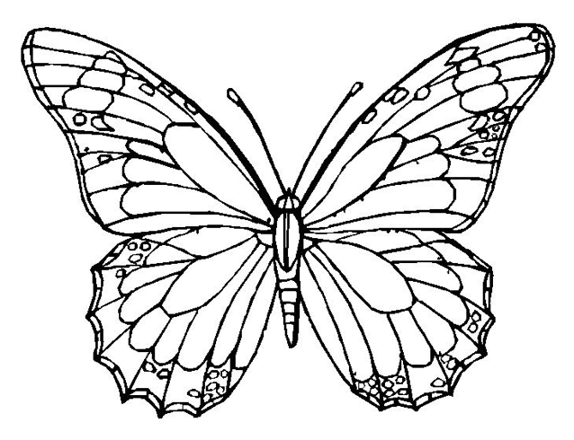 Butterfly Coloring