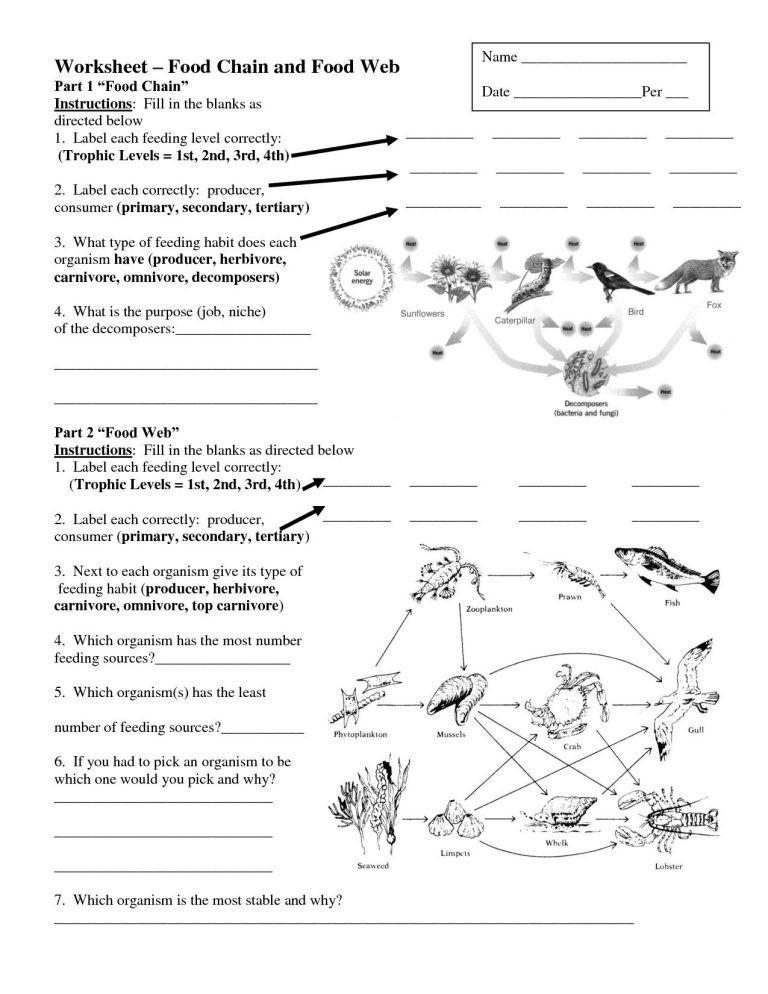 Food Webs And Food Chains Worksheet