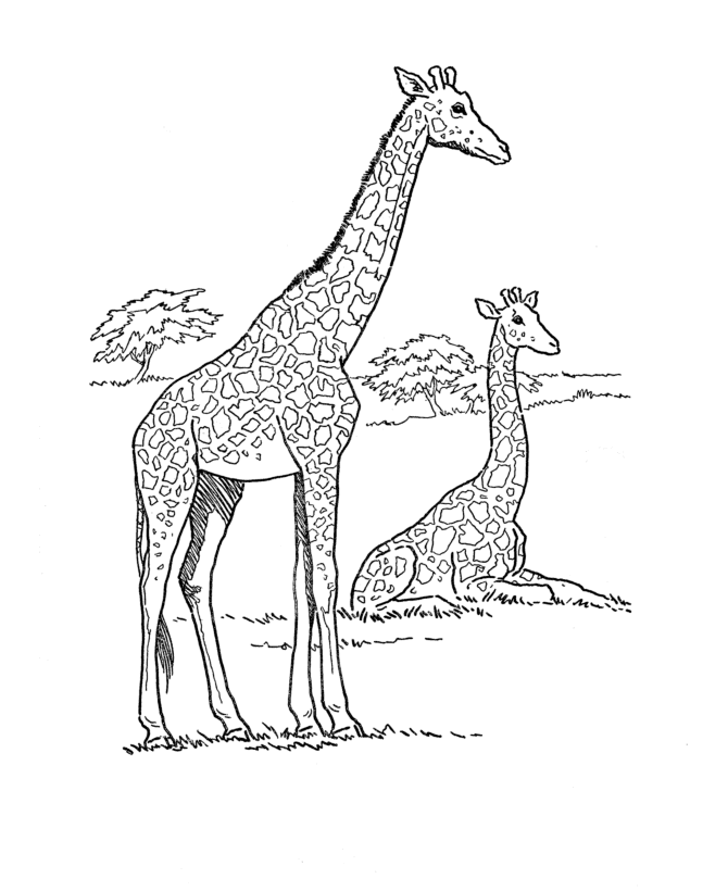 Animal Coloring Sheets