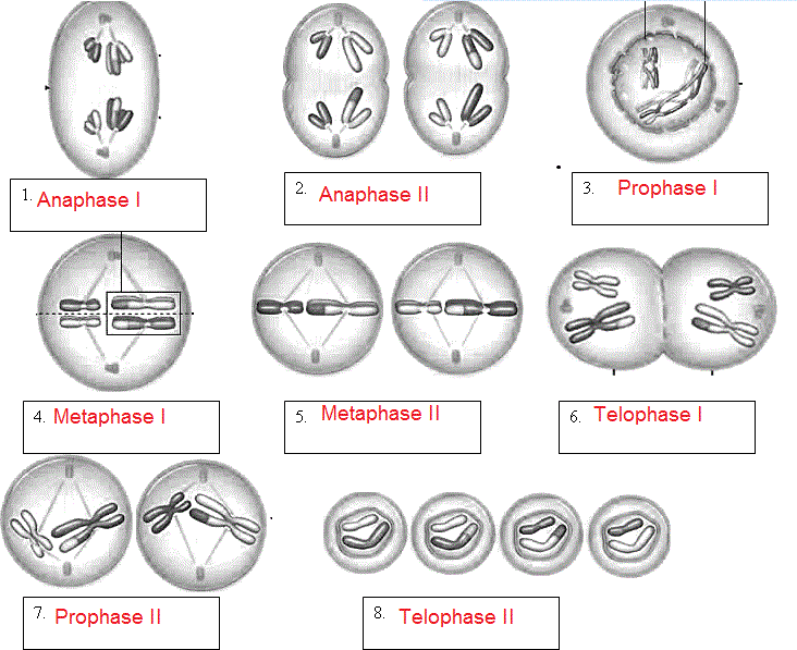 Meiosis Practice Worksheet