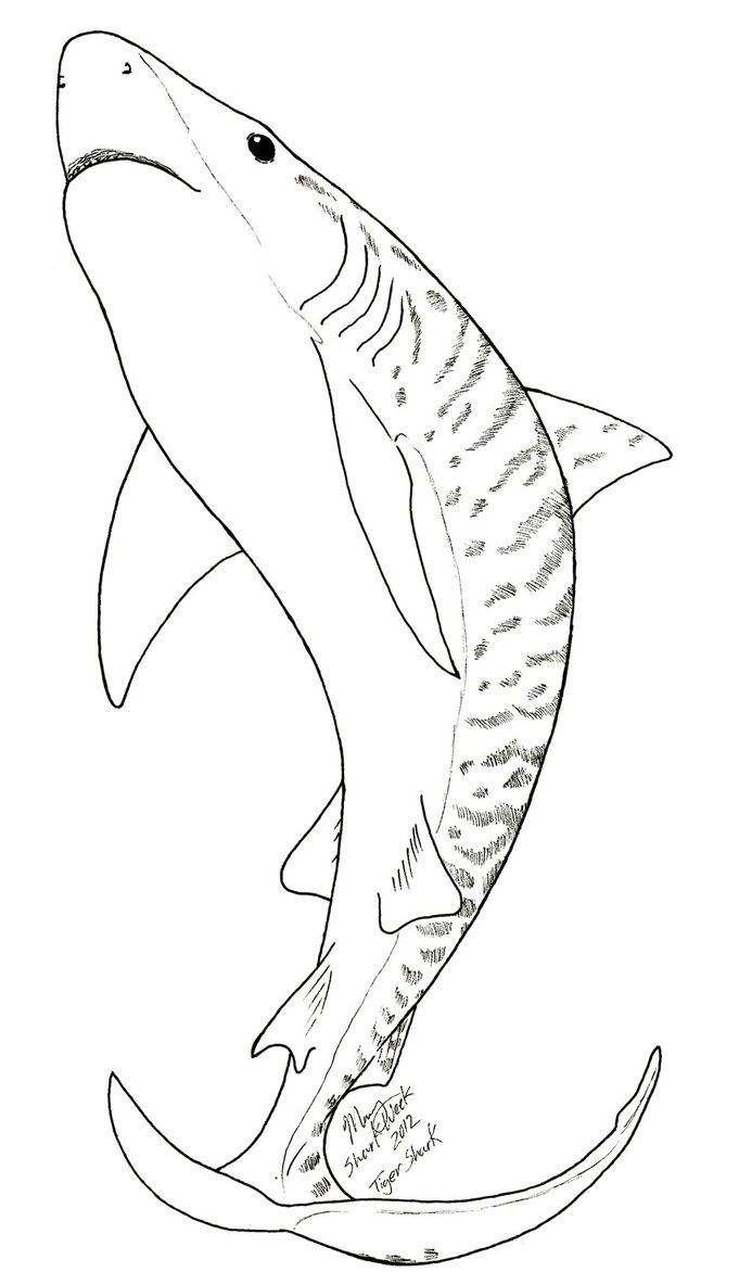 Shark Pictures To Color