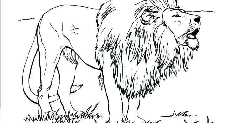 Lion Coloring Sheet