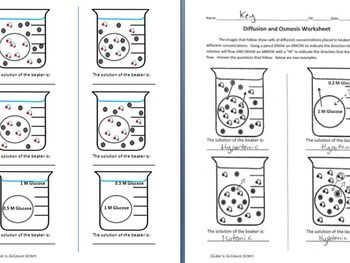 Osmosis Worksheet