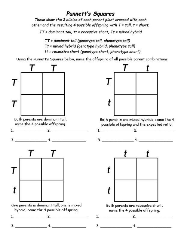 Punnett Square Worksheet