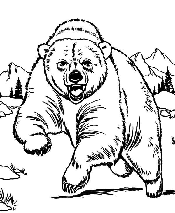 Bear Coloring