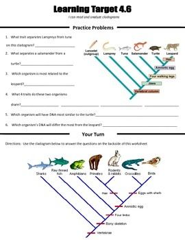 Cladogram Worksheet