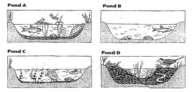 Ecological Succession Worksheet