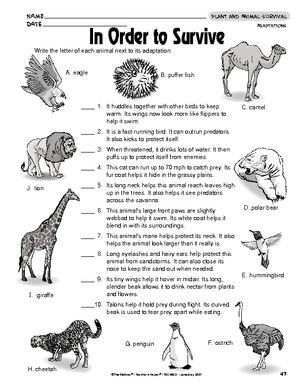 Animal Adaptations Worksheets