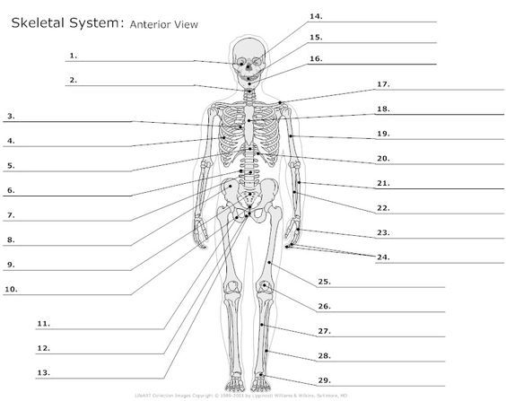 Anatomy Worksheets