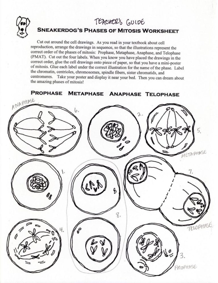 Mitosis Worksheet And Diagram Identification