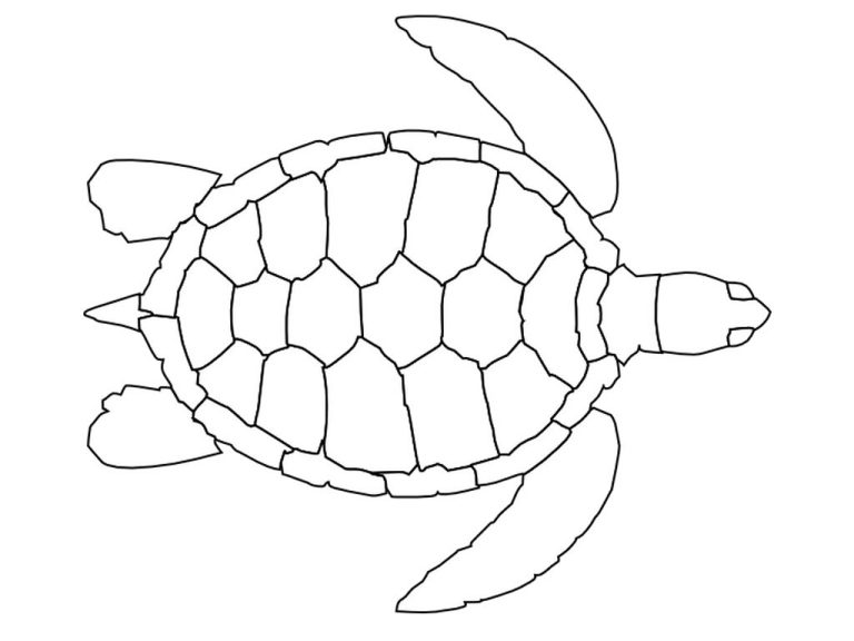 Turtle Coloring