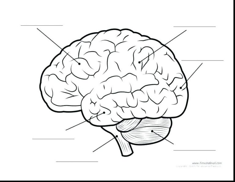 Brain Coloring Page