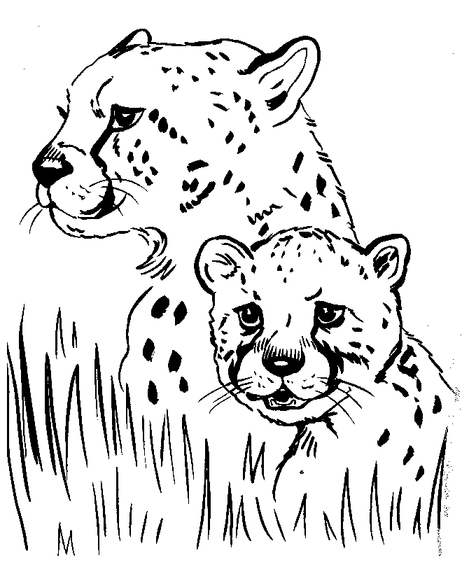 Cheetah Coloring Pages