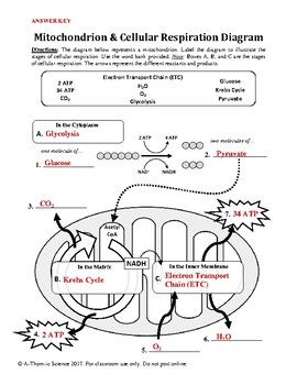 Cellular Respiration Worksheet