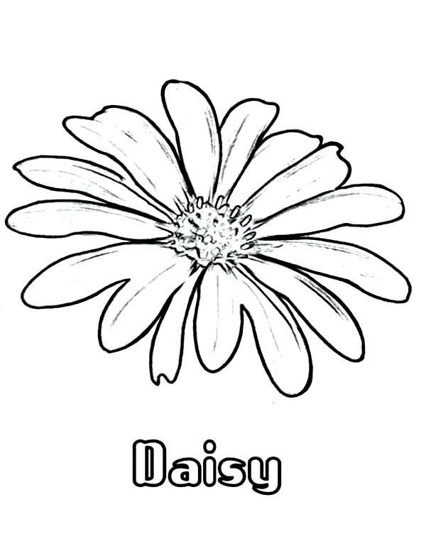 Daisy Coloring Pages