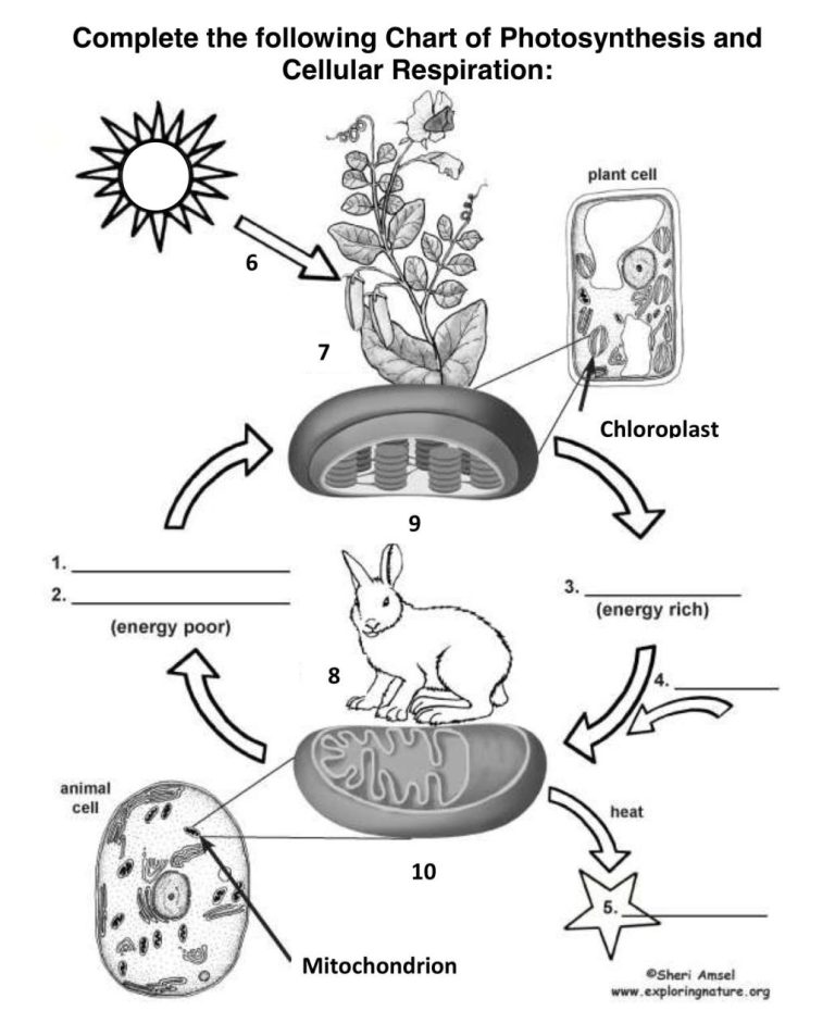 4th Grade Science Worksheets