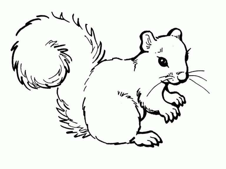 Squirrel Coloring Page