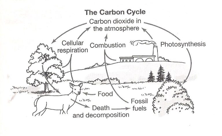 Carbon Cycle Worksheet