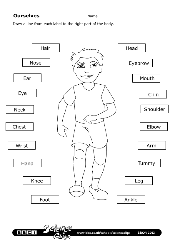 Body Part Worksheet