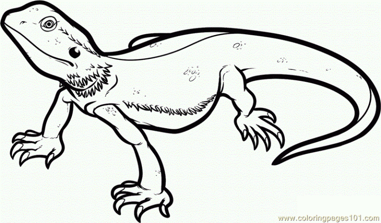 Lizard Coloring Pages