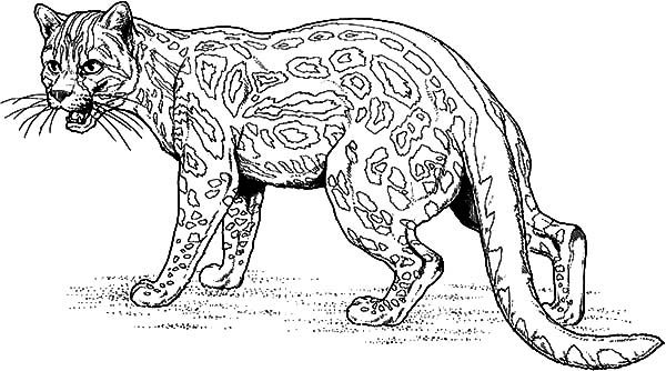 Jaguar Coloring Pages